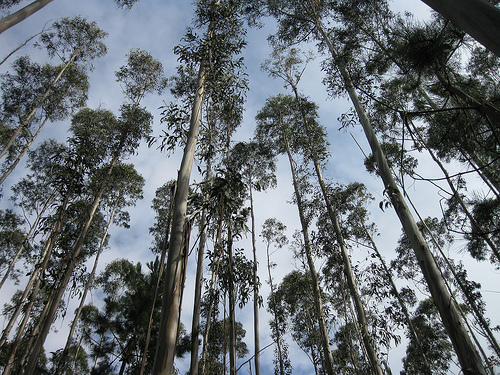 Eucalyptus globulus Labill