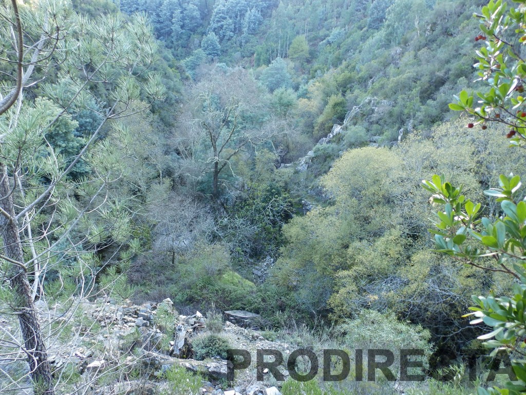 riverside, peace of land, 4 acres, pine, terraces, flat land, riverside shore, property, water from a spring, pure water, runs all year round, old schist shed, open views,