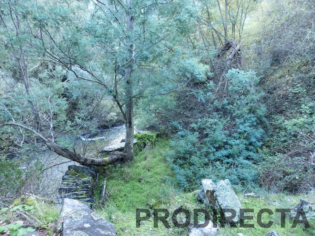 riverside, peace of land, 4 acres, pine, terraces, flat land, riverside shore, property, water from a spring, pure water, runs all year round, old schist shed, open views,