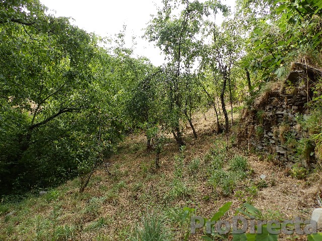Quinta near Arganil