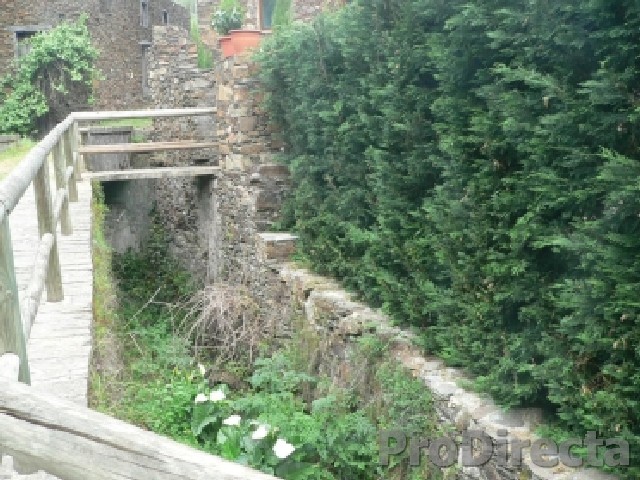 Front Side Hedge of Mature Leylandii Cyprus along the Ribeira (Brook)